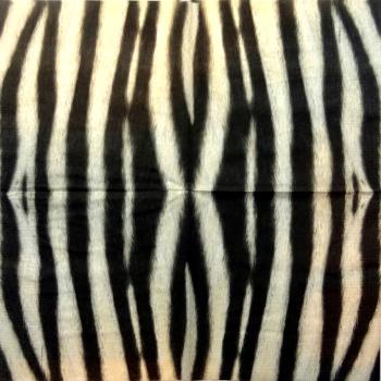 023 Afrikas - 3-lagig - ppd - Shutterstock